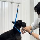 퍼피팸퍼 이미지