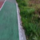 기아대교 이미지