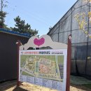 남면농장 | 충남 태안 아이랑 가볼만한곳 튤립축제 방문 후기 입장료