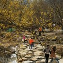 산수유꽃길로 이미지