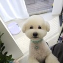 와따몽 이미지