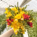 서천농장 | #5 얼레벌레 리뷰_봄 맞이 프리지아 생화 택배 후기💐(올래농장, 내돈내산)