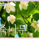 때죽나무 [국립수목원 우리꽃 이야기. 120] 이미지