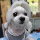 이누펫살롱 이미지