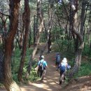 [홍천/단맥산행기] 두개비산~봉화산~망령산~석화산 (2016,6/28) 이미지