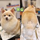 몽숲 이미지