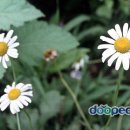 약이 되는 산야초 Daum카페