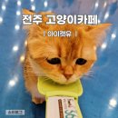 아이캣 | 전주고양이카페 아이캣유 강추 아이랑 방문 후기