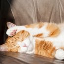 나만 없어 고양이 이미지