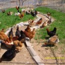 변산농장 이미지