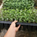 긴뿌리농장 이미지