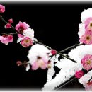 칸타빌레 바이올린 이미지