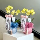 푸른길 작은도서관 | [결혼준비 9] 상견례 선물로 호접란 준비하기 | 광주 피스풀가든 후기