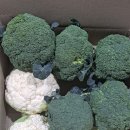 싱싱슈퍼 이미지