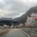 송광사 | 벚꽃길이 아름다운 순천 사찰 송광사 방문 후기