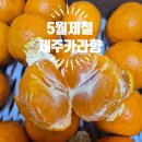 진성2농장 | 제주 카라향 5월 제철과일 찾다가 주문했는데 성공!