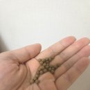 신진정비 | 문정동 다이어트 한의원 추석 급찐급빠 문정역 다이어트환+관리후기!