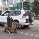 타지키스탄 두샨베의 곰 마샤 이미지