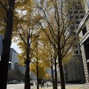 땡큐댕댕 이미지