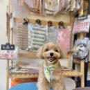 텐시퍼피 이미지