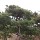 소나무유통 네이버블로그