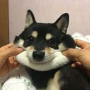 금고양이 이미지