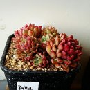 샤론2농장 이미지