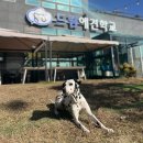 드림애견학교 이미지