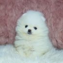 순광켄넬 이미지