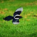 까치공원 앞 이미지