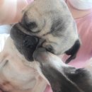 콩돌이네 애견샵 | [수원 애견까페] 곡반정동 애견까페 &#34;애견까페왈&#34; 단골손님 내돈내산 솔직후기