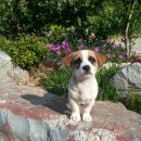 미소펜션 이미지