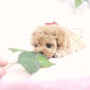 강아지요미독광명