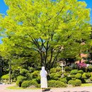 [국제신문] [이해인 수녀 '기도의 창가에서'] 이별학교의 학생이 되어(2023.6.16) 이미지