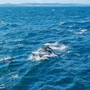 울산광역시남구도시관리공단(장생포고래생태체험관) 이미지