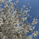 가화로 | [가평펜션] 애견동반 핀란드식 사우나가 있는 헤이핀란드 방문 후기