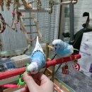 파우 동물병원 이미지