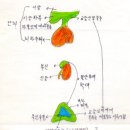 부신수질 호르몬은 우리가 긴박한 사태에 처 했을 때 신속하게 해결 해 주어요. 이미지