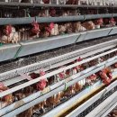 날개펴닭 이미지