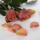 로즈 플라워(ROSE FLOWER) 이미지