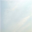 허그독 네이버블로그