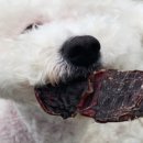 간식먹개 이미지