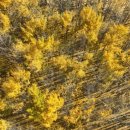 도리마을 숲 이미지