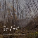 자작나무숲 주차장 | 강원도 인제 가볼만한곳 자작나무숲 휴무 주차장