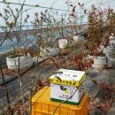 봄·초롱 하우스 이미지