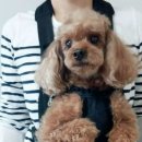 펫토이동물병원 이미지