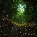 반딧불이 이미지