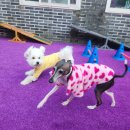 힐링몽 | 아이도 마음 편한, 보호자도 안심하는 대전 애견 유치원 ‘힐링몽’ 후기