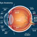 눈부심 | 자이스 메디컬렌즈 F540-눈부심 완화 특수렌즈 추천 구매후기 TVR 2013 BK-클립스 안경원