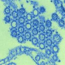 공포의 괴질 전염병 사스(SARS)에서 신종 인플루엔자, 메르스(MERS)바이러스까지 이미지